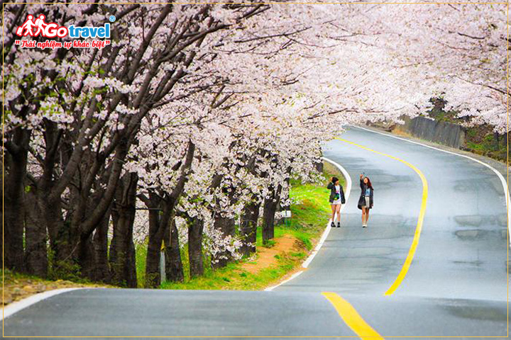Tour Hàn Quốc mùa hoa anh đào