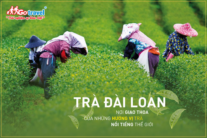 Trà Đài Loan có nhiều mùi và hương vị đặc biệt